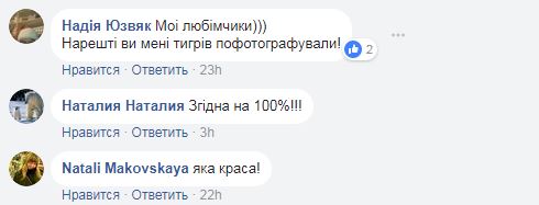 Котики і зима: тигри з Луцького зоопарку сходять з розуму у снігу (забавні фото)